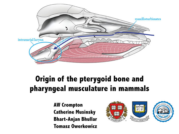 Presentation to Berlin meeting of Society of Vertebrate Paleontology, November, 2014