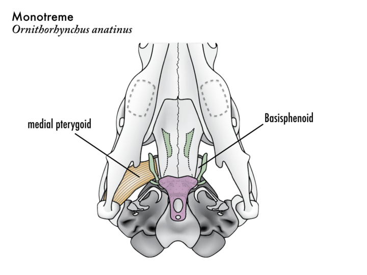 Medial pterygoid origin translated to basisphenoid