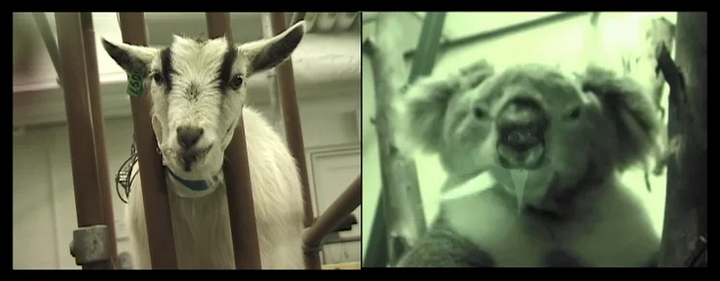 Goat and Koala chewing movie