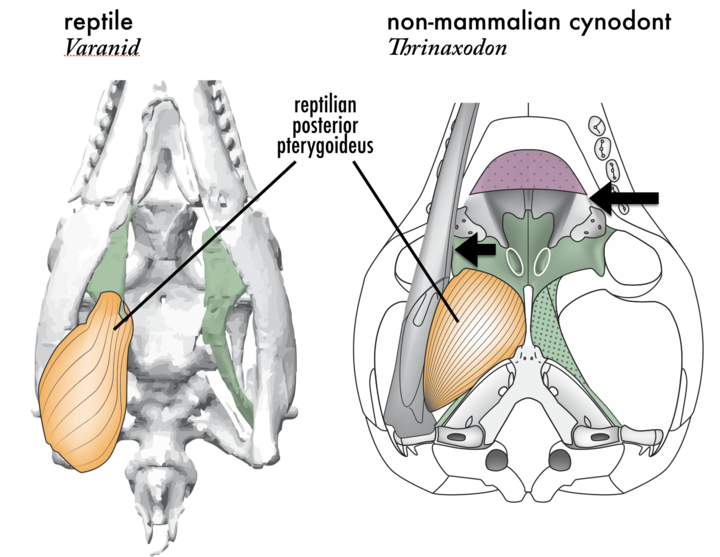 reptile vs non-mammalian cynodont, Thrinaxodon