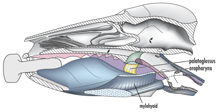 Fauces closing muscles, 2