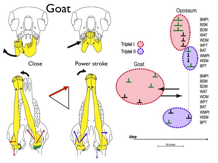 EMG patterns of adductor muscles in the goat vs opossum