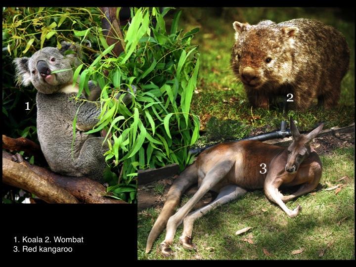 Marsupials