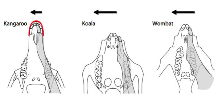Transverse movement during chewing in the kangaroo, koala and wombat