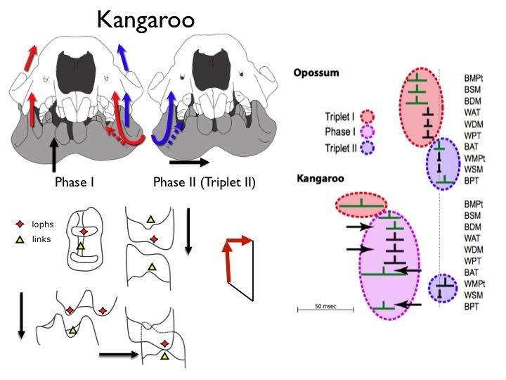 masticatory motor patterns of kangaroo vs opossum