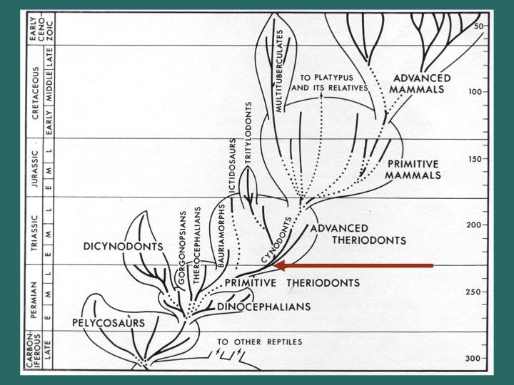 Slide 6, early mammalian phylogeny