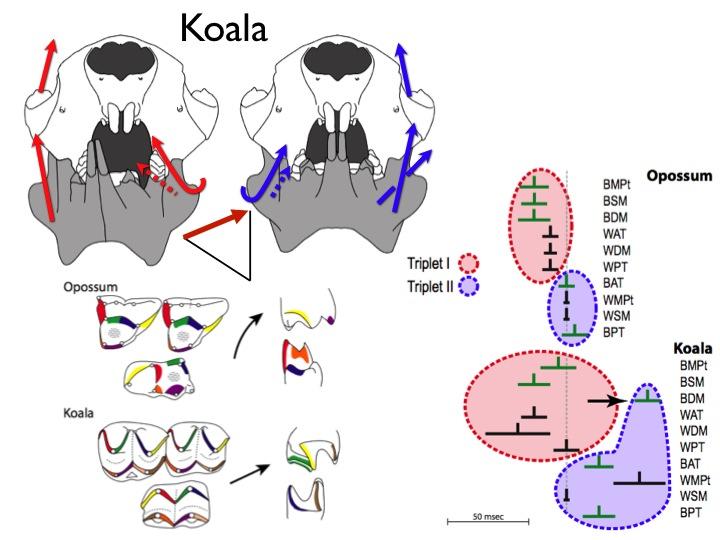 Masticatory muscle patterns in the koala