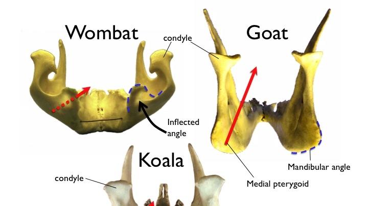 Mandibular angles in the wombat (inflected), koala and goat