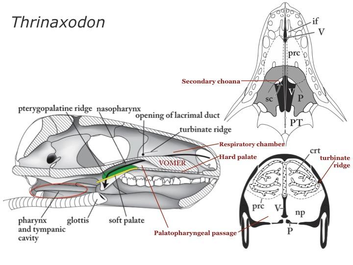 Slide 8.  Thrinaxodon