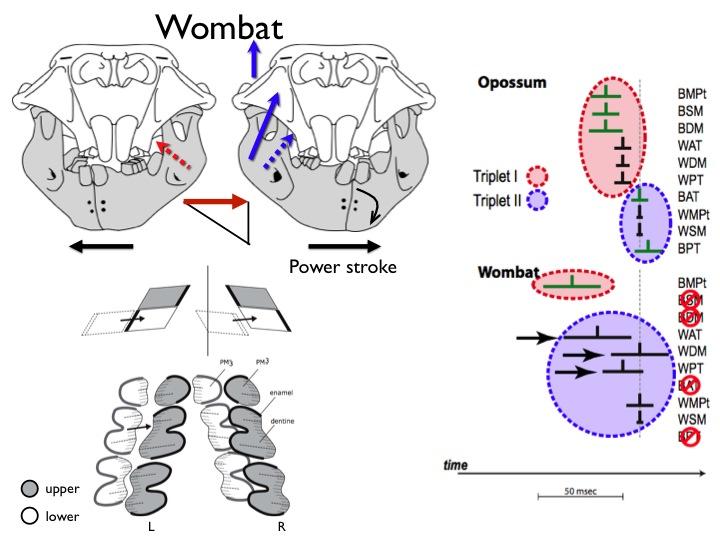 Wombat masticatory motor pattern