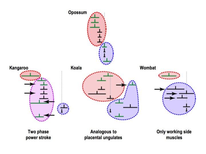 Three distinct masticatory motor patterns